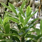 Pittosporum senacia.subsp reticulatum.bois de joli coeur des hauts.pittosporaceae.endémique Réunion. (2).jpeg