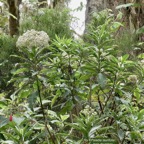 Psiadia laurifolia.bois de tabac.bois de chenilles .asteraceae.endémique Réunion..jpeg