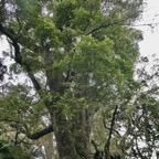 Weinmannia tinctoria.tan rouge.bois de tan.cunoniaceae.endémique Réunion. Maurice.jpeg