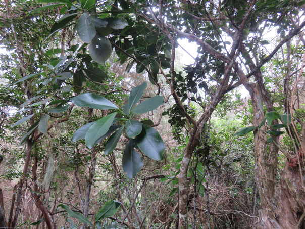??? Claoxylon dolichostachyum Cordem. - Ø - Euphorbiaceae - endémique de La Réunion