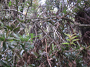 ??? Agauria buxifolia ou Agarista buxifolia - Petit Bois de rempart - Ericacée