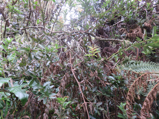 ??? Agauria buxifolia ou Agarista buxifolia - Petit Bois de rempart - Ericacée