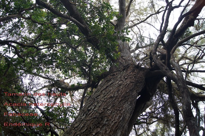 Acacia heterophylla- Fabaceae- B