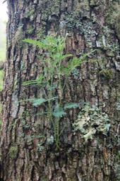 Acacia heterophylla- feuilles juvéniles