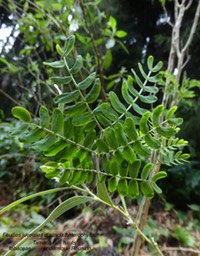 Acacia heterophylla P1170095