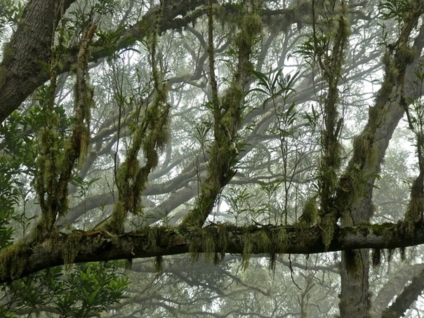 Acacia heterophylla Tamarin des hauts P1170310