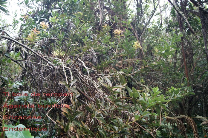 Agarista buxifolia- Ericaceae- B