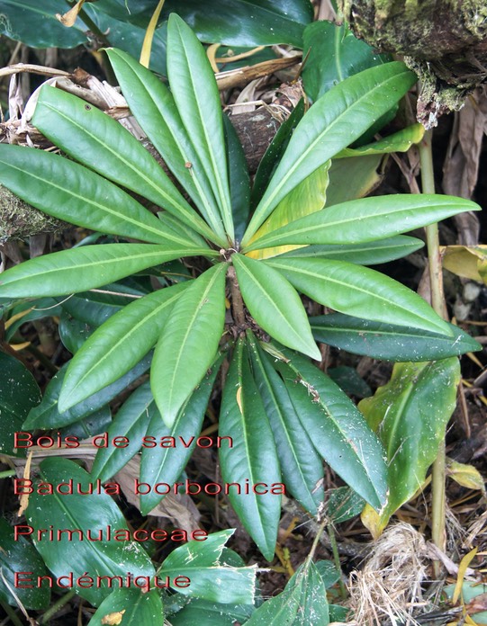 Badula borbonica- Bois de savon- Primulaceae- B