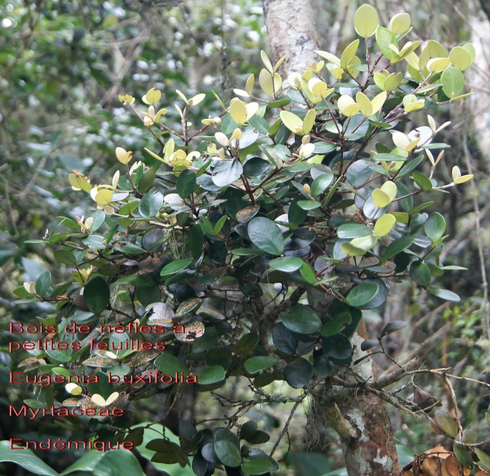 Bois de nèfles à petites feuilles- Eugenia buxifolia