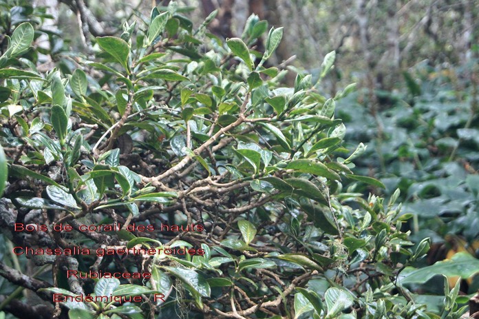 Chassalia gaertneroides- Bois de corail des hauts- Rubiaceae -B