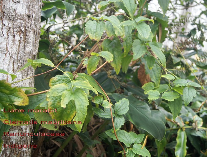 Clematis mauritiana- Liane marabit- Ranunculaceae- I