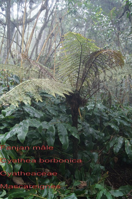 Cyathea borbonica- Cyathéacées