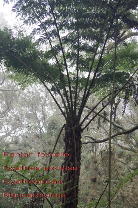 Cyathea excelsa- Cyatheaceae- Masca