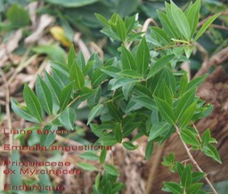 Embelia angustifolia- Primulacée- B