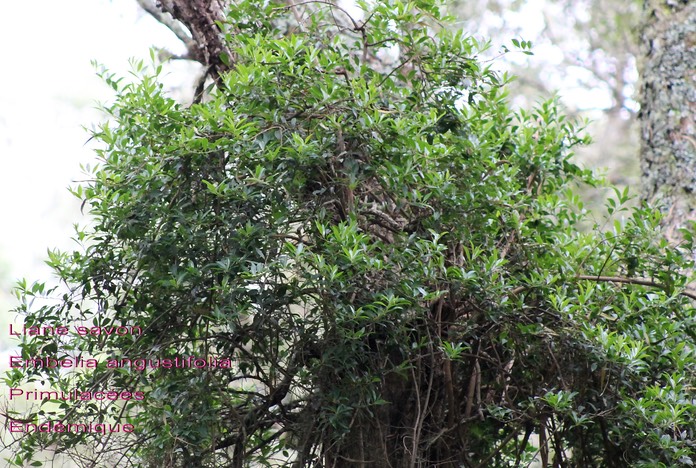 Embelia angustifolia