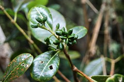 Melicope borbonica- Petit catafaille- Rutaceae- B