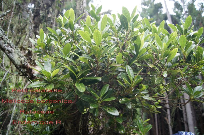 Melicope borbonica- Petit catafaille - Rutaceae- B