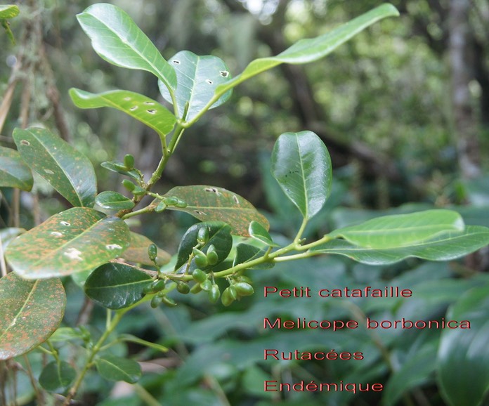 Melicope borbonica- Rutacées- B