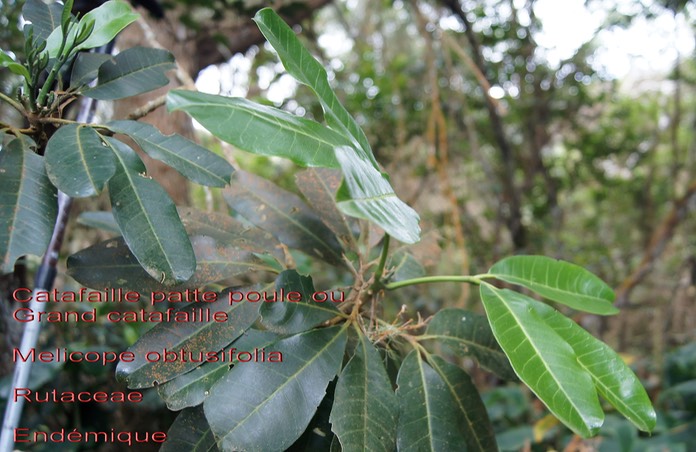 Melicope obtusifolia- Catafaille patte poule- Rutaceae- B