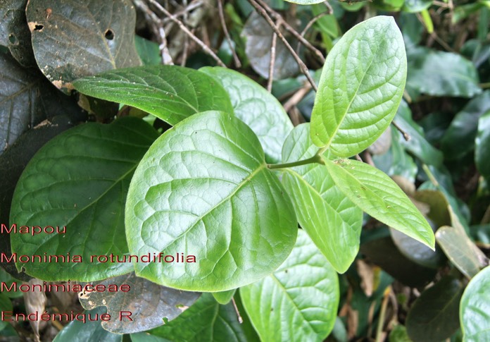 Monimia rotundifolia- Mapou- Monimiaceae- B