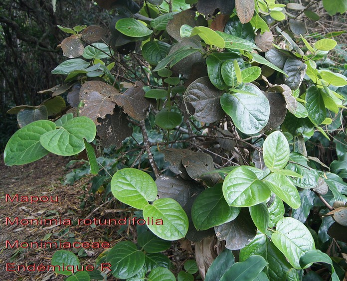 Monimia rotundifolia