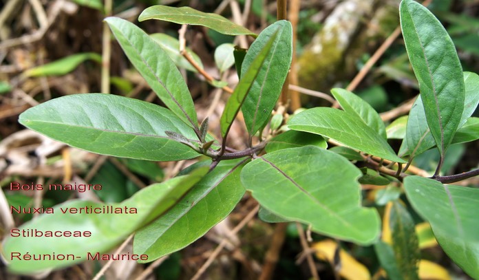 Nuxia verticillata- Stilbaceae- BM