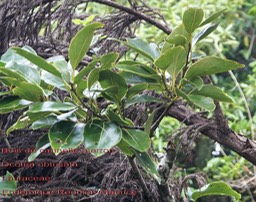 Ocotea obtusata- Cannelle marron- Lauraceae- BM