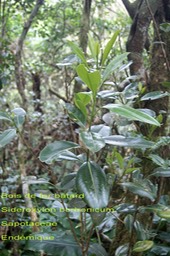 Sideroxylon borbonicum- Sapotaceae