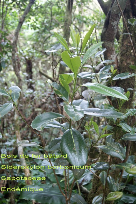 Sideroxylon borbonicum- Sapotaceae