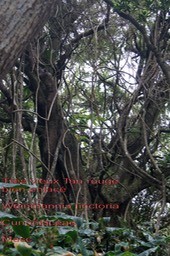 Weinmannia tinctoria- Tan rouge
