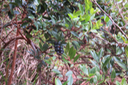 ??? Embelia angustifolia - Liane savon - PRIMULACEAE - Endémique BM fruits