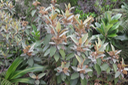 ??? Dombeya punctata - Mahot à petites feuilles - Sterculiaceae - endémique de la Réunion 