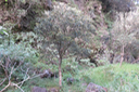 Eugenia buxifolia - Bois de nèfles à petites feuilles - Myrtacée  