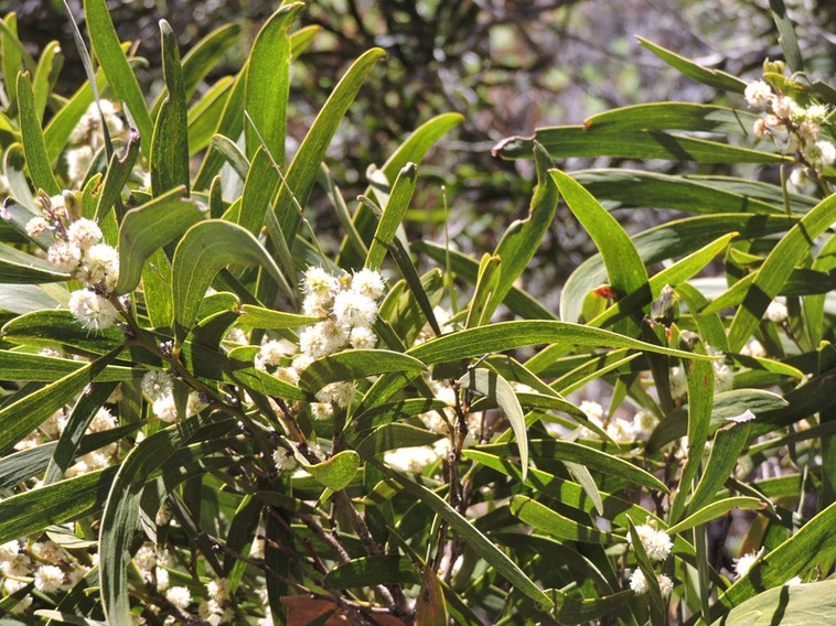 7 Tamarin des Hauts, Acacia heterophylla 