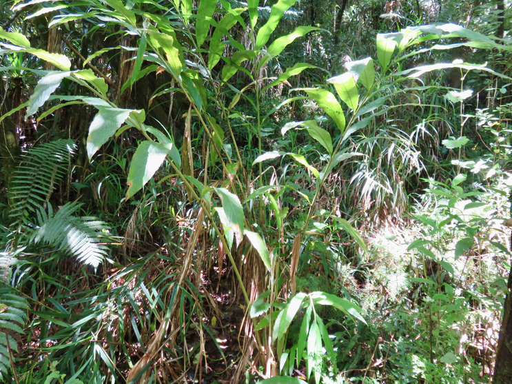 12. Elettaria cardamomum - cardamome - Zingiberaceae - Inde