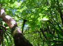 14 Ecorce de Psiloxylon mauritianum - Bois de pêche marron- Psiloxylacée - BM