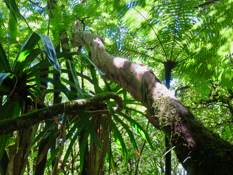 15. Ecorce de Psiloxylon mauritianum - Bois de pêche marron- Psiloxylacée - BM