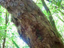 16. Ecorce de Psiloxylon mauritianum - Bois de pêche marron- Psiloxylacée - BM