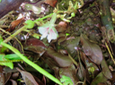 19. Fleur  Elettaria cardamomum - cardamome - Zingiberaceae - Inde