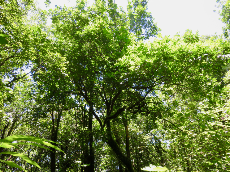 21. Imposant Molinaea alternifolia - Tan Georges - SAPINDACEAE - endémique de La Réunion et de Maurice