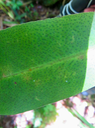 23. Feuille de Badula grammisticta - Bois de savon - Myrsinaceae