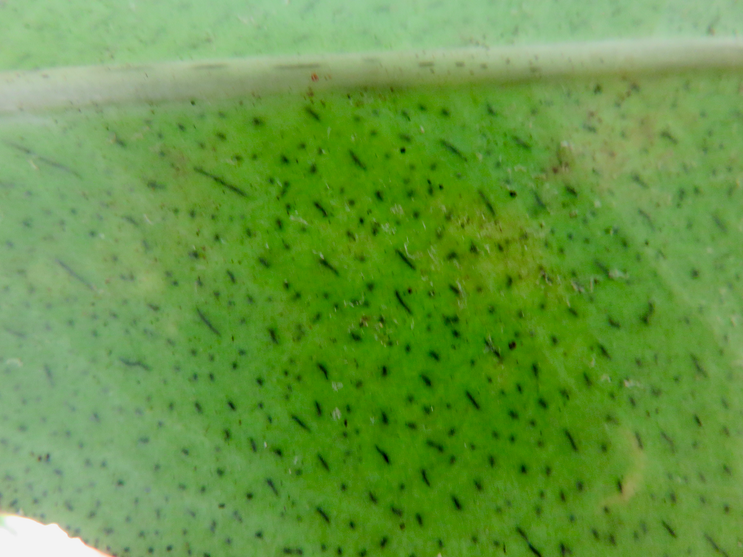 25. Feuille de Badula grammisticta - Bois de savon - Myrsinaceae
