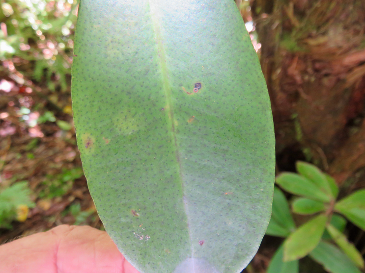 26. Feuille de Badula grammisticta - Bois de savon - Myrsinaceae