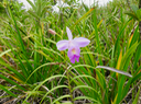 27. Arundina graminifolia - Orchidée bambou - Orchidaceae