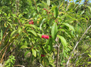 4. Agarista salicifolia .bois de rempart.ericaceae. indigène Réunion