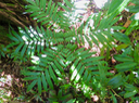 6. Ptisana fraxinea (Sm.) Murdock - Fougère tortue -  Marattiaceae - indigène Réunion