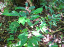 7. Casearia coriacea - Bois de cabri rouge - Flacourtiaceae - endémique de la Réunion et de Maurice