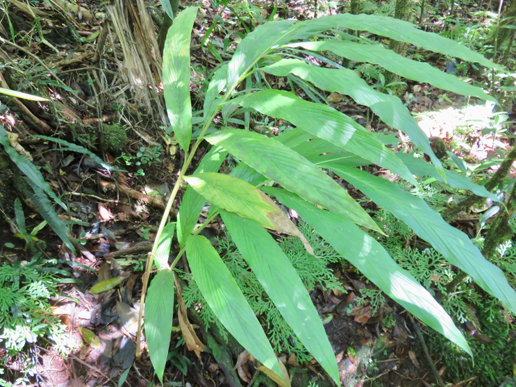8. Elettaria cardamomum - cardamome - Zingiberaceae - Inde
