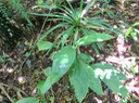 9. Phaius ??? pulchellus - - Orchidaceae - Réunion