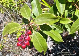 Agarista salicifolia .bois de rempart.ericaceae. indigène Réunion.P1001018